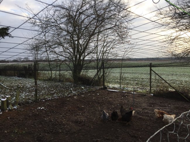 Kundenfoto von Heron Guard Net by the m² (Custom-Made), black 