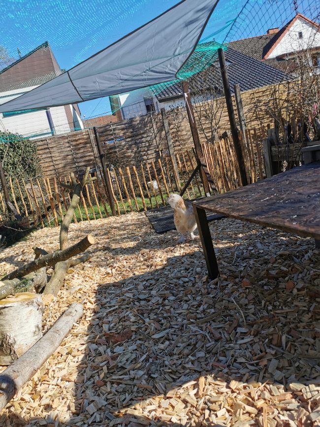 Kundenfoto von Poultry Net by the m² (Made to Measure), Black 