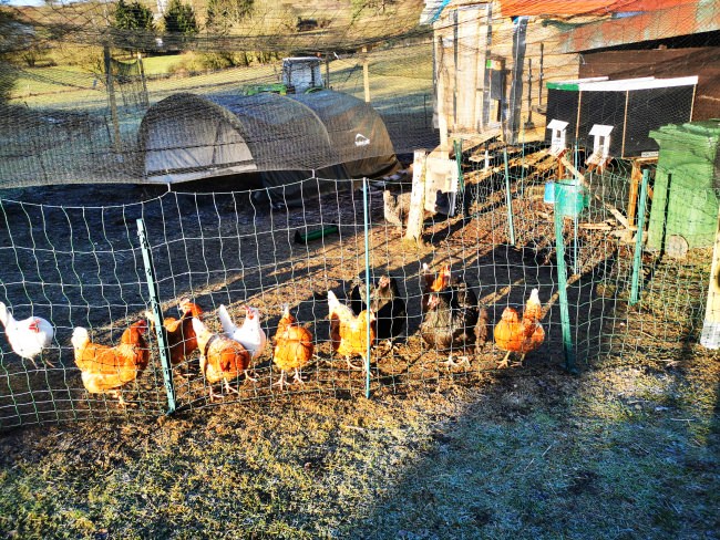 Kundenfoto von Reiher-Schutznetz per m² (nach Maß), schwarz 