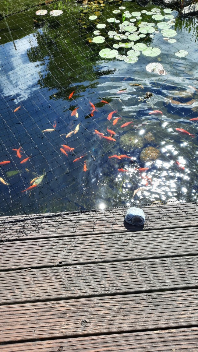 Kundenfoto von Heron Protection Net by the m² (Custom-Made), black 