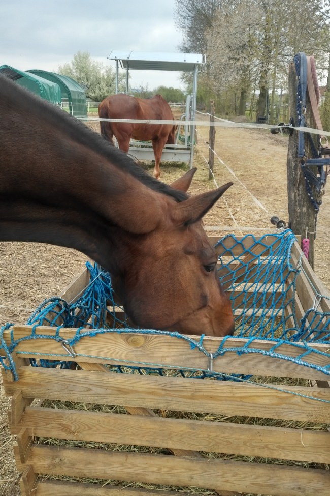 Kundenfoto von Hay Net by the m² (Custom-Made) 