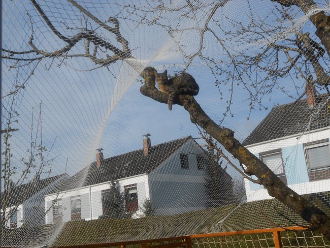 Kundenfoto von Netz nach Maß (per m²) 