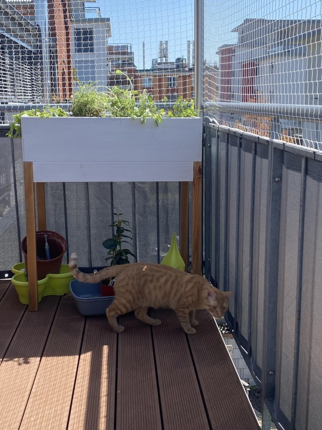 Kundenfoto von Cat Safety Net by the m² (Custom-Made) 