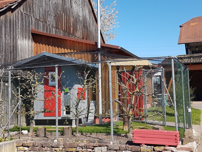 Kundenfoto von Poultry Net for chicken pens, by the m² (Made to Measure) 