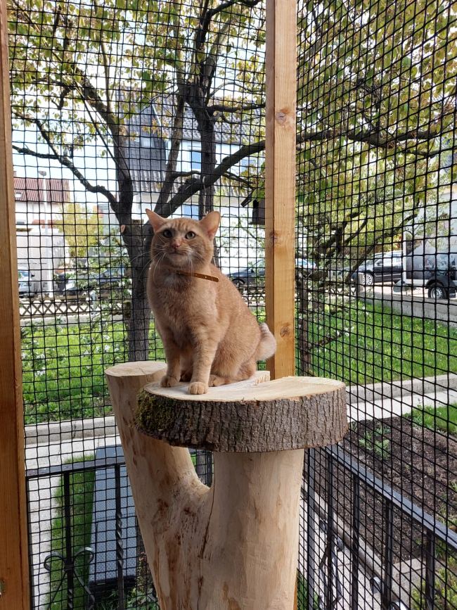 Kundenfoto von Extra Strong Cat Safety Net, Custom-Made 