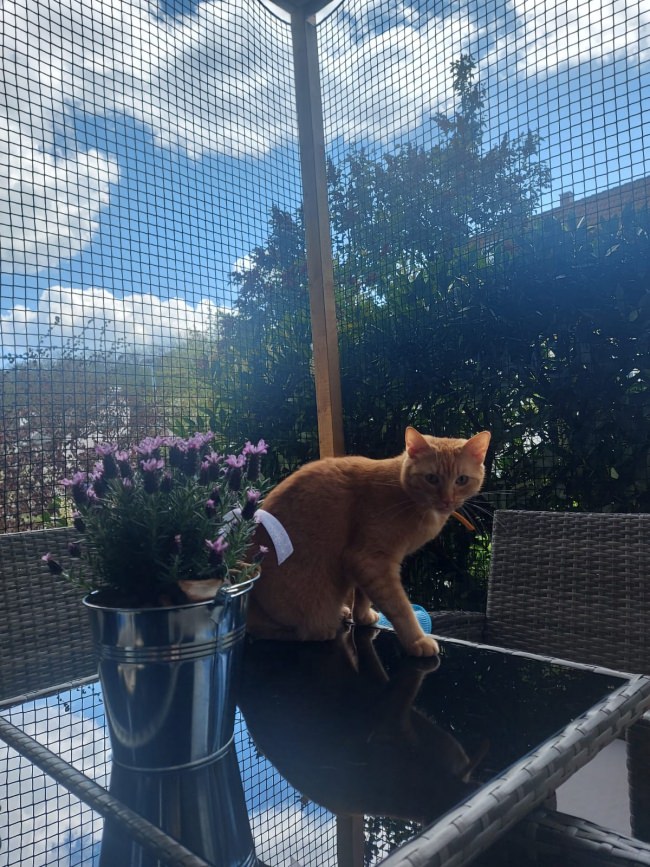 Kundenfoto von Extra Strong Cat Safety Net, Custom-Made 