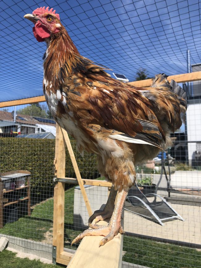 Kundenfoto von Greifvogel-Schutznetz für Hühnergehege nach Maß 