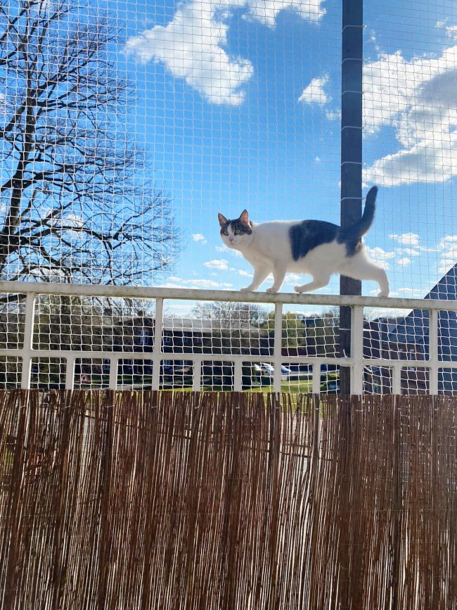 Kundenfoto von Cat Net by the m² (Made to Measure) 