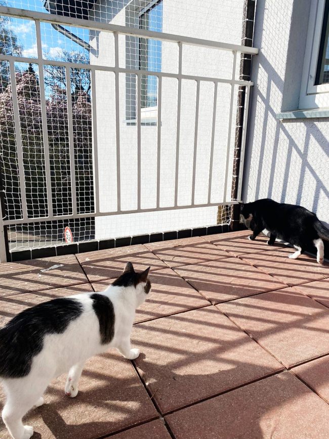 Kundenfoto von Cat Net by the m² (Made to Measure) 