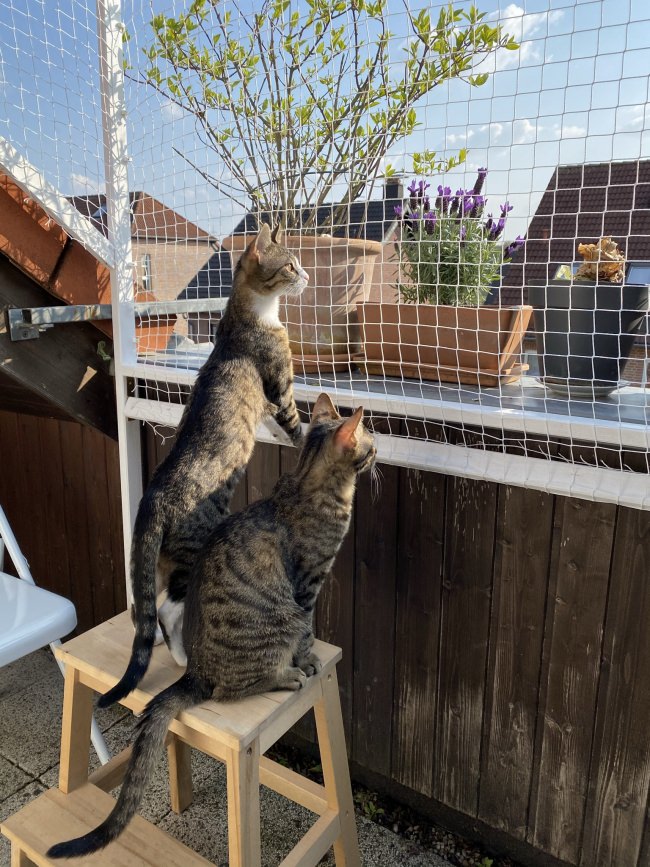 Kundenfoto von Cat Net by the m² (Made to Measure) 