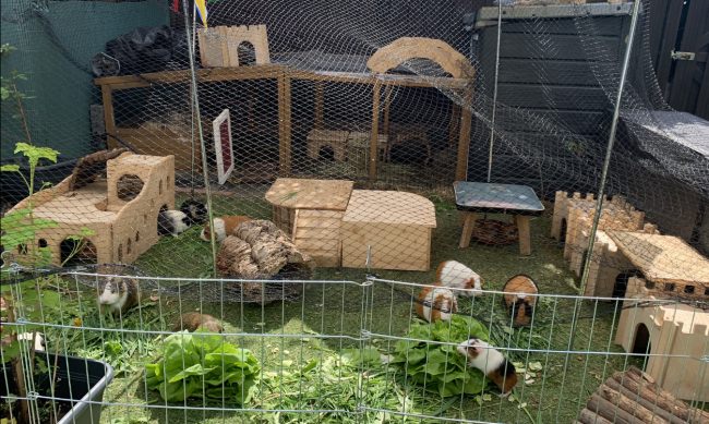 Kundenfoto von Reiher-Schutznetz per m² (nach Maß), schwarz 