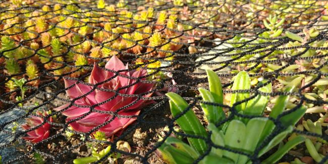 Kundenfoto von Leaf Net by the m² (Custom-Made) 