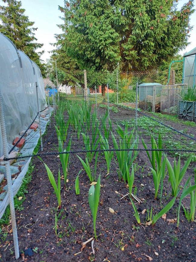 Kundenfoto von Climbing Plant Net by the m² (Trellis Netting), Black 