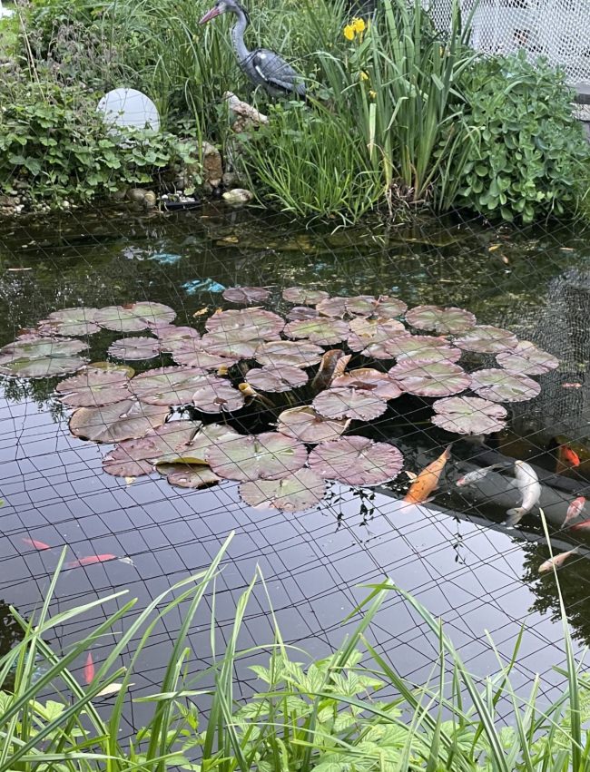 Kundenfoto von Heron Guard Net by the m² (Custom-Made), black 