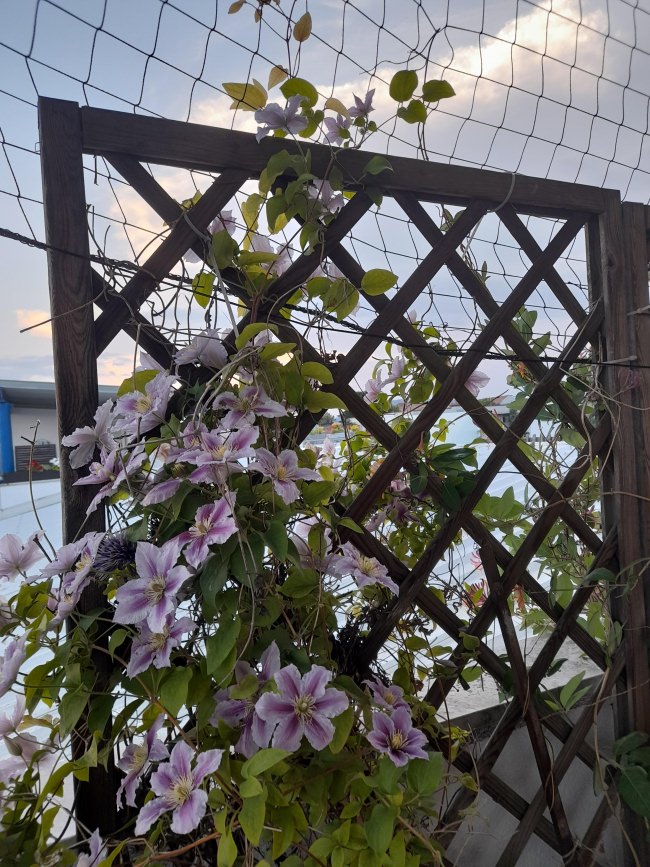 Kundenfoto von Climbing Plant Net by square meter (Custom-Made), Black 