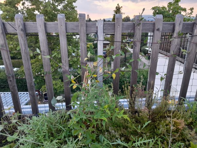 Kundenfoto von Climbing Plant Net by square meter (Custom-Made), Black 