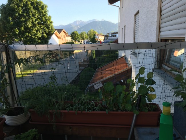 Kundenfoto von Climbing Plant Net by the m² (Trellis Netting), Black 