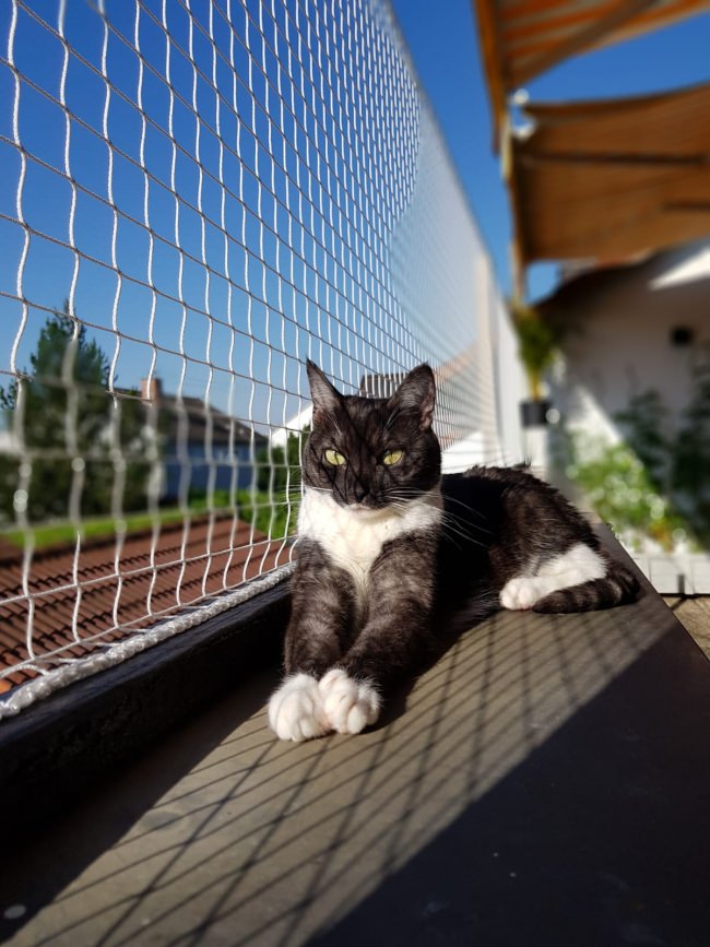 Kundenfoto von Cat Safety Net by the m² (Custom-Made) 
