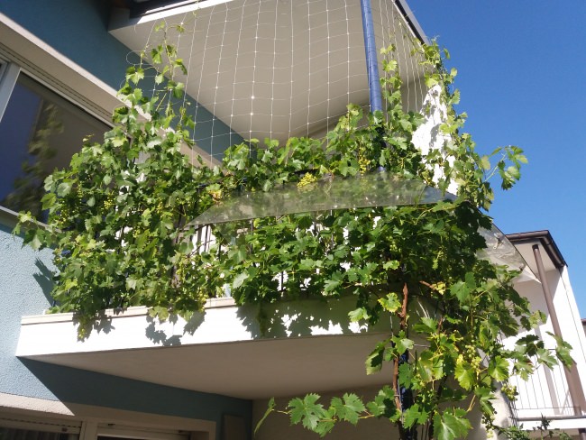 Kundenfoto von Custom-made Steel Wire Trellis Netting 150 mm Mesh Size 