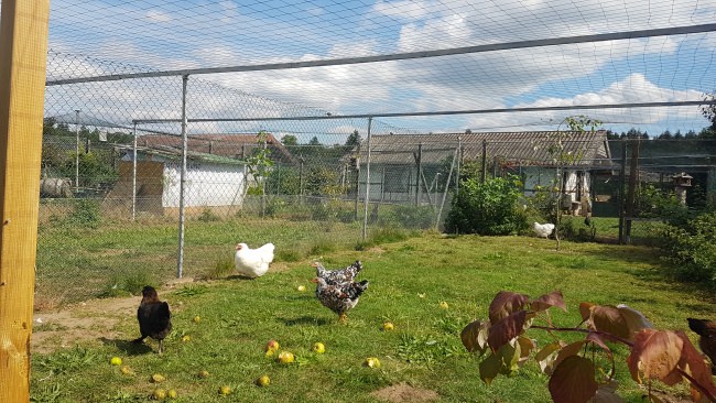 Kundenfoto von Heron Guard Net by the m² (Custom-Made), black 