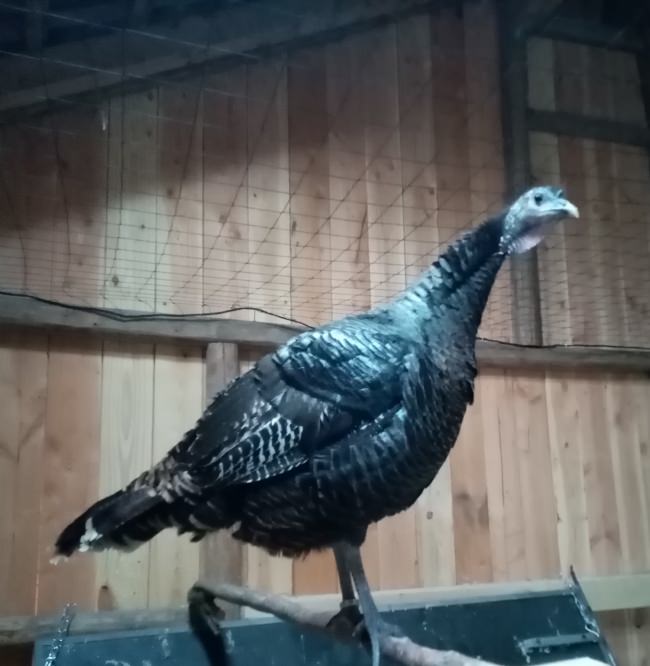 Kundenfoto von Aviary Net by the m² (Custom-Made), black 