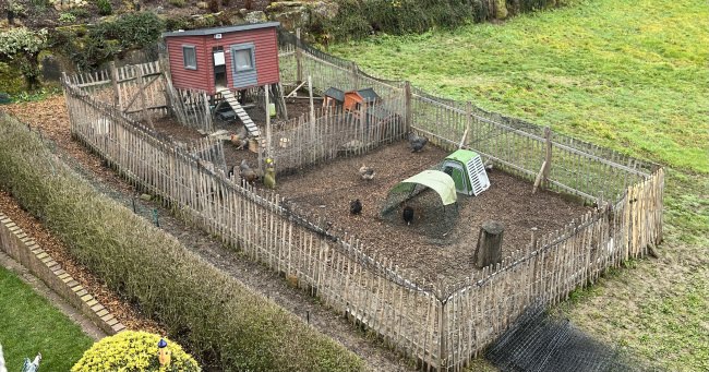 Kundenfoto von Poultry Net for chicken pens, by the m² (Made to Measure) 