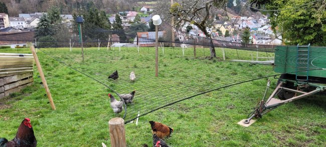Kundenfoto von Greifvogel-Schutznetz für Hühnergehege nach Maß 