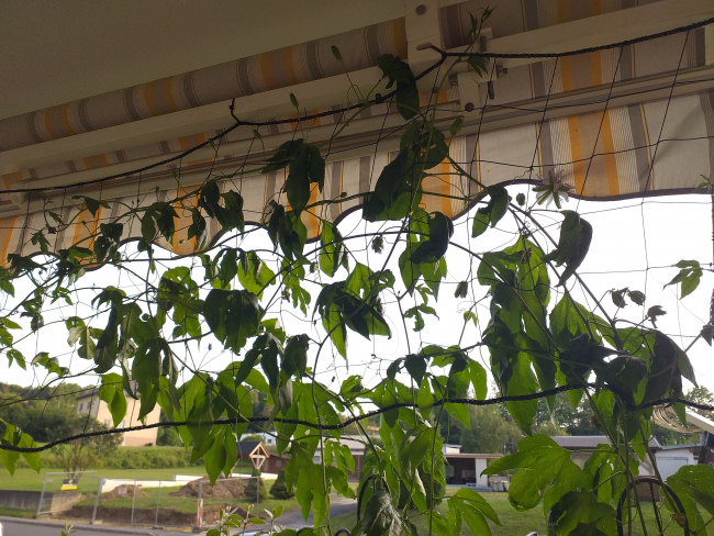 Kundenfoto von Climbing Plant Net by the m² (Trellis Netting), Black 