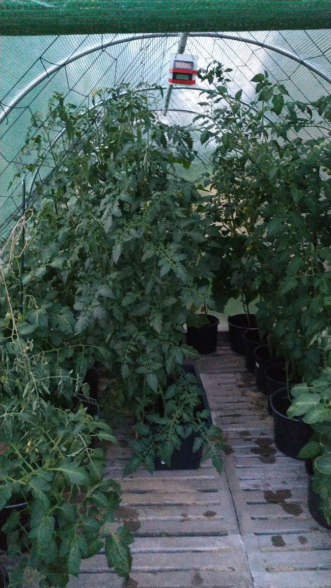 Kundenfoto von Heron Guard Net by the m² (Custom-Made), black 