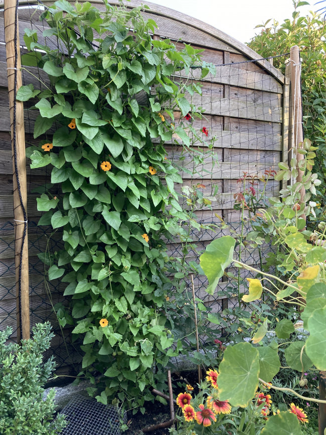 Kundenfoto von Climbing Plant Net by square meter (Custom-Made), Black 