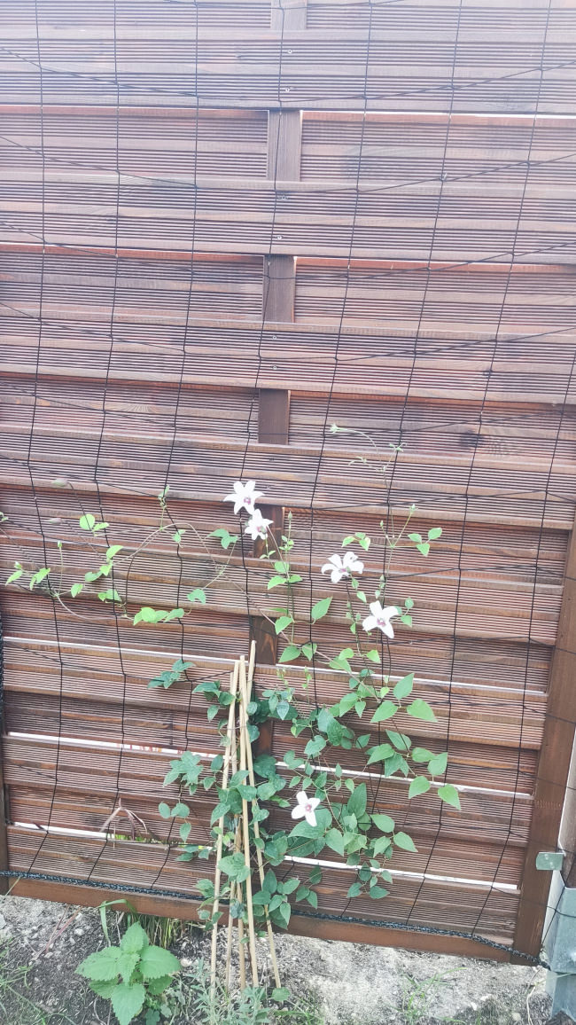 Kundenfoto von Climbing Plant Net by the m² (Trellis Netting), Black 