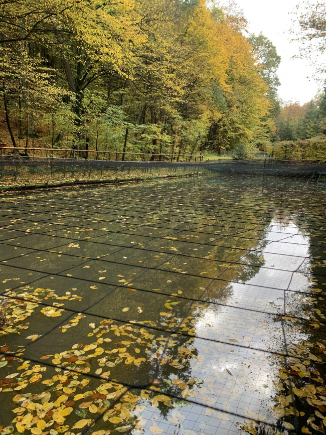 Kundenfoto von Heron Guard Net by the m² (Custom-Made), black 