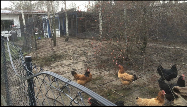 Kundenfoto von Heron Guard Net by the m² (Custom-Made), black 