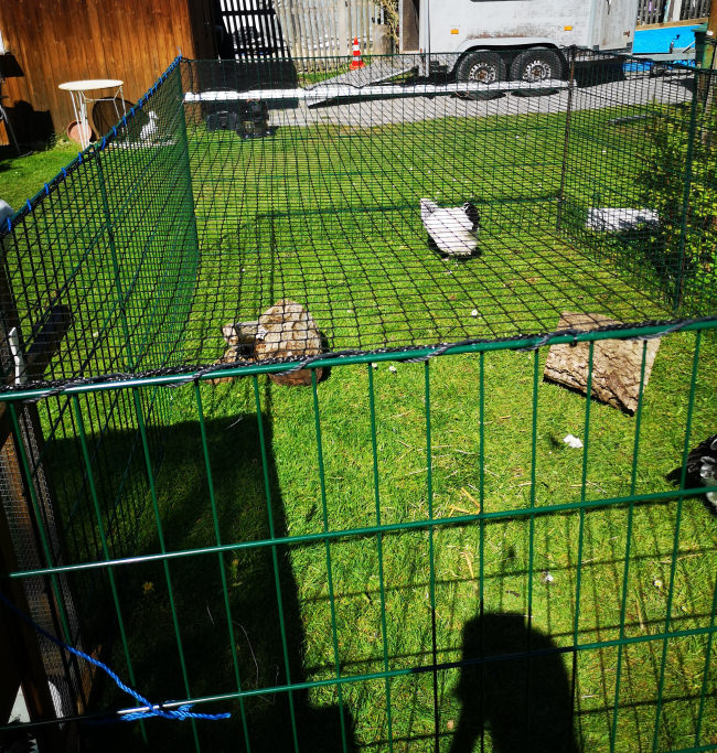 Kundenfoto von Poultry Net for chicken pens, by the m² (Made to Measure) 