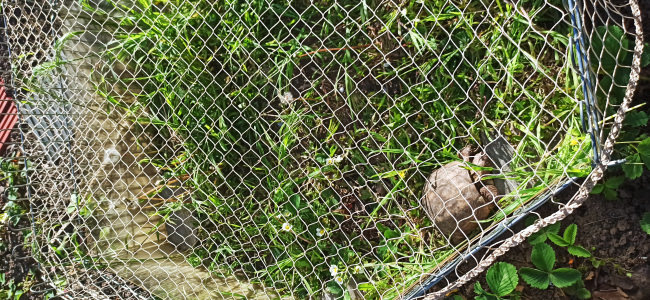 Kundenfoto von Close-Meshed Bird Net with Border (Made to Measure) 