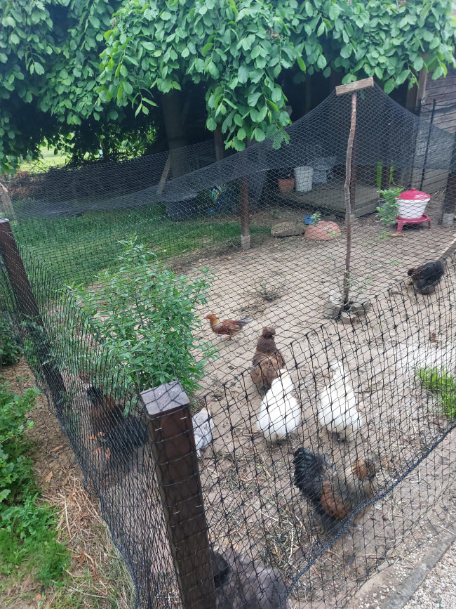 Kundenfoto von Bird Protection Net with Border, by the m² (Custom-Made) 