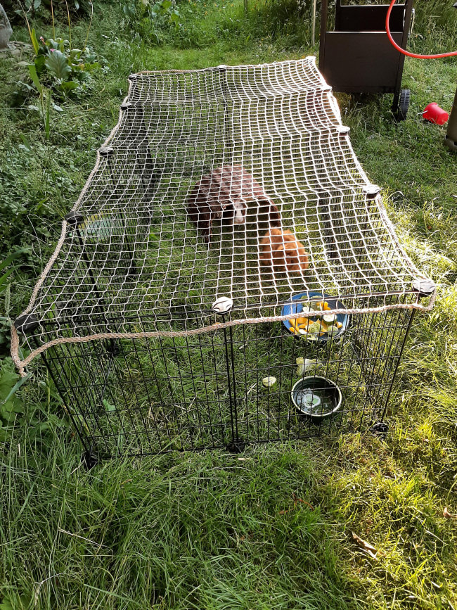 Kundenfoto von Bird Protection Net with Border, by the m² (Custom-Made) 