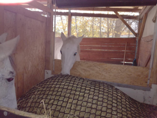 Kundenfoto von Hayrack Net by the m² (Made to Measure), Green 