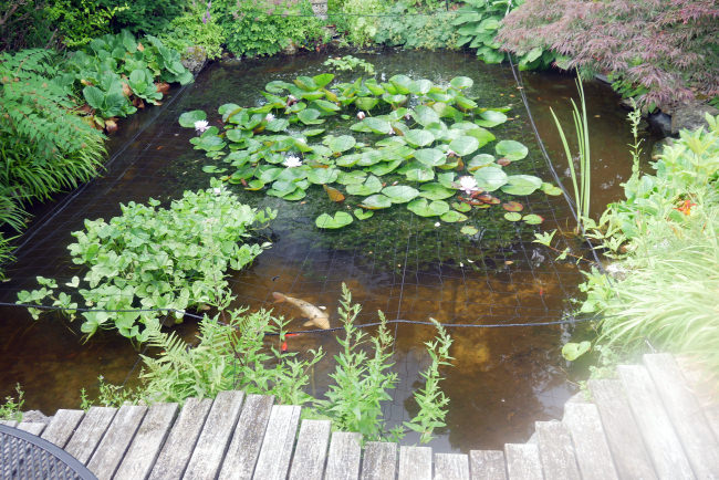 Kundenfoto von Heron Protection Net by the m² (Custom-Made), black 