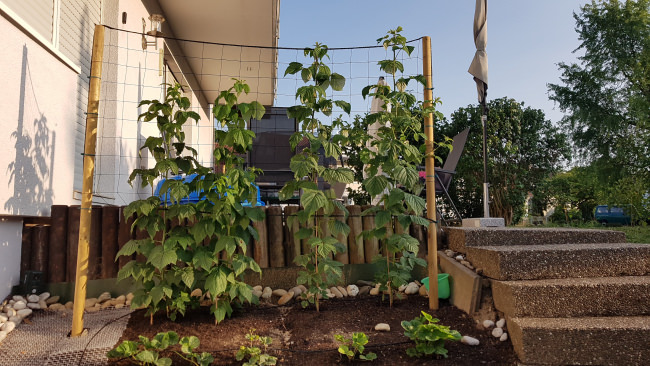 Kundenfoto von Climbing Plant Net by the m² (Trellis Netting), Black 