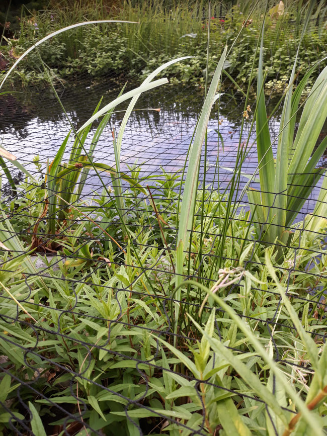 Kundenfoto von Pigeon Protection Net by the m² (Custom-Made) 