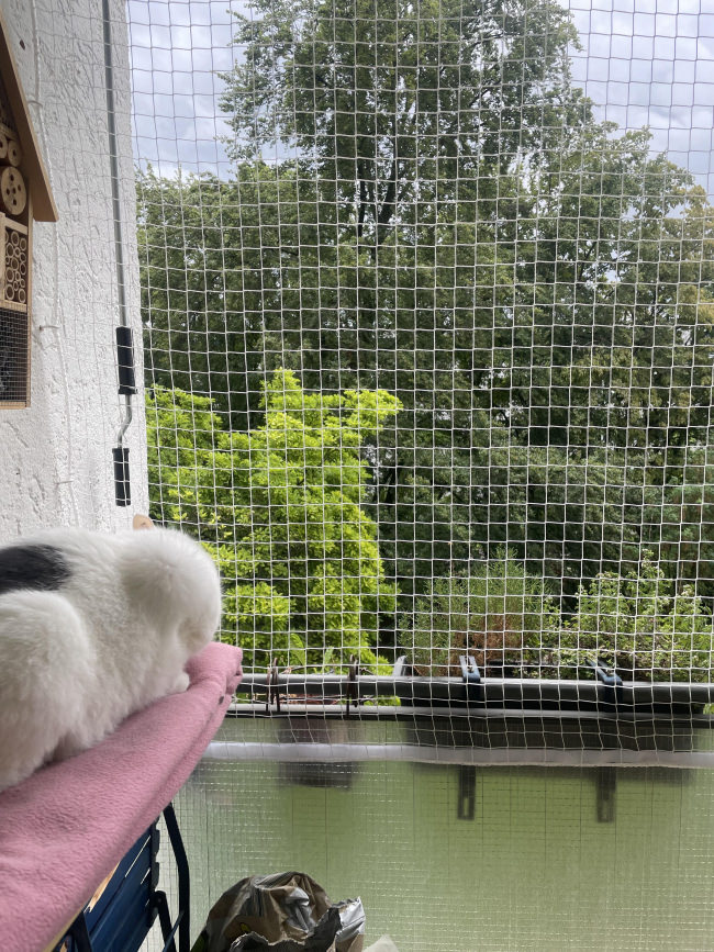 Kundenfoto von Cat Safety Net by the m² (Custom-Made) 