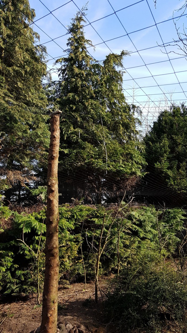 Kundenfoto von Reiher-Schutznetz per m² (nach Maß), schwarz 