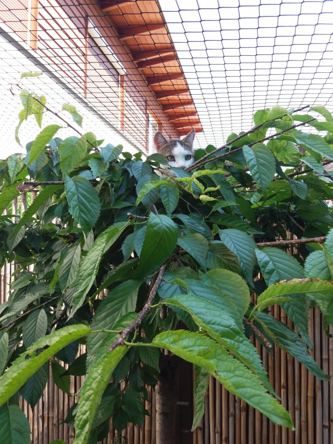 Kundenfoto von Bird Protection Net with Border, by the m² (Custom-Made) 