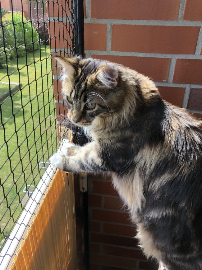 Kundenfoto von Cat Net by the m² (Made to Measure) 