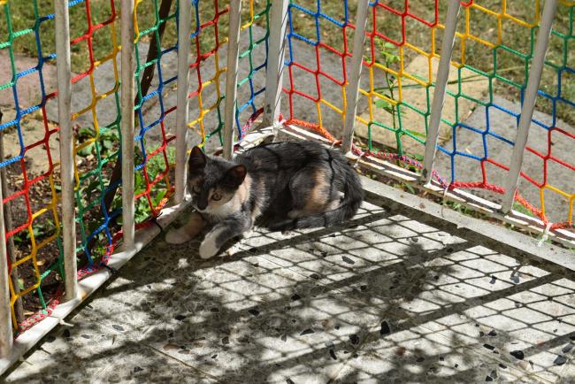 Kundenfoto von Buntes Schutznetz nach Maß (per m²) 