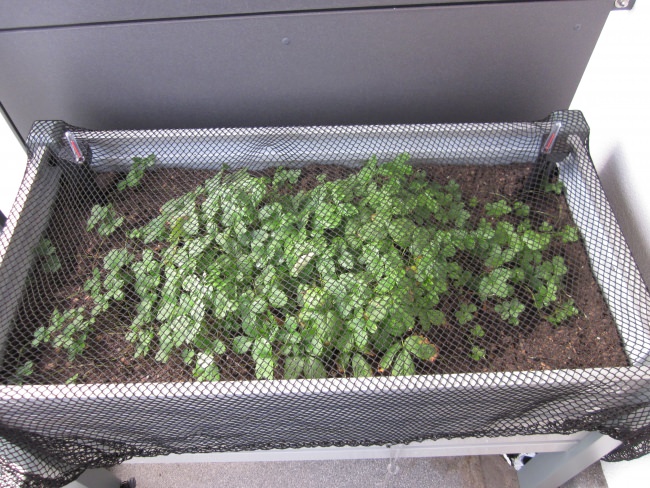 Kundenfoto von Safety Net by the m² (Custom-Made) 1.5/10 mm, Black 