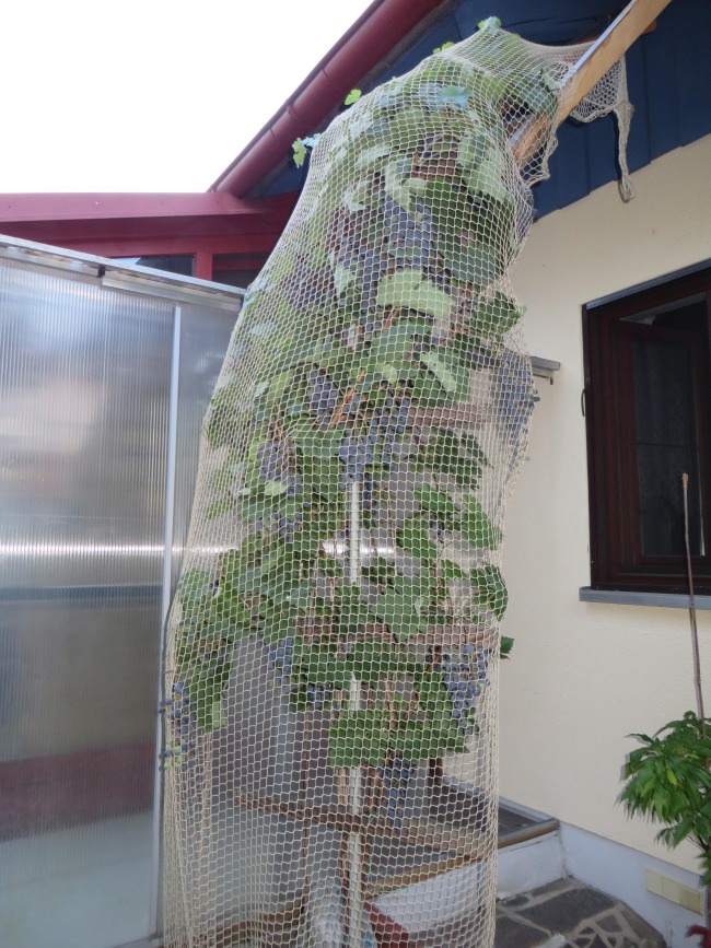 Kundenfoto von Close-Meshed Bird Net with Border (Made to Measure) 