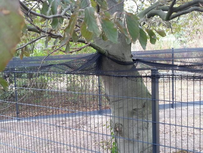 Kundenfoto von Bird Protection Net with Border, by the m² (Custom-Made) 