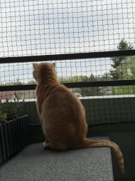 Cat Safety Net by the m² (Custom-Made) | Safetynet365